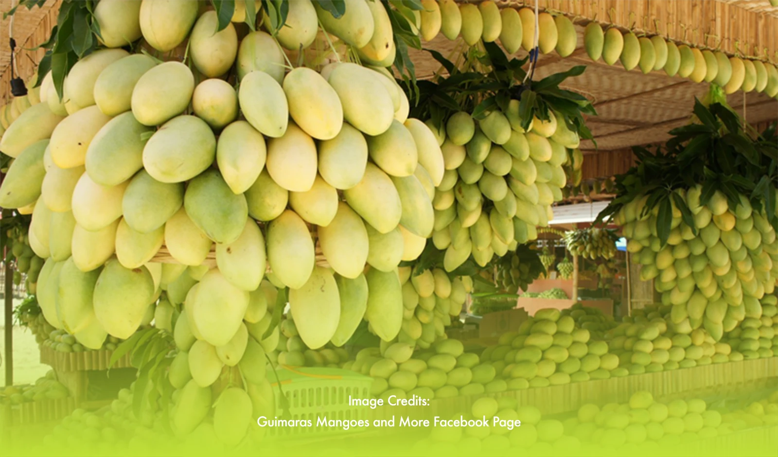 Guimaras: The Mango Capital of the Philippines