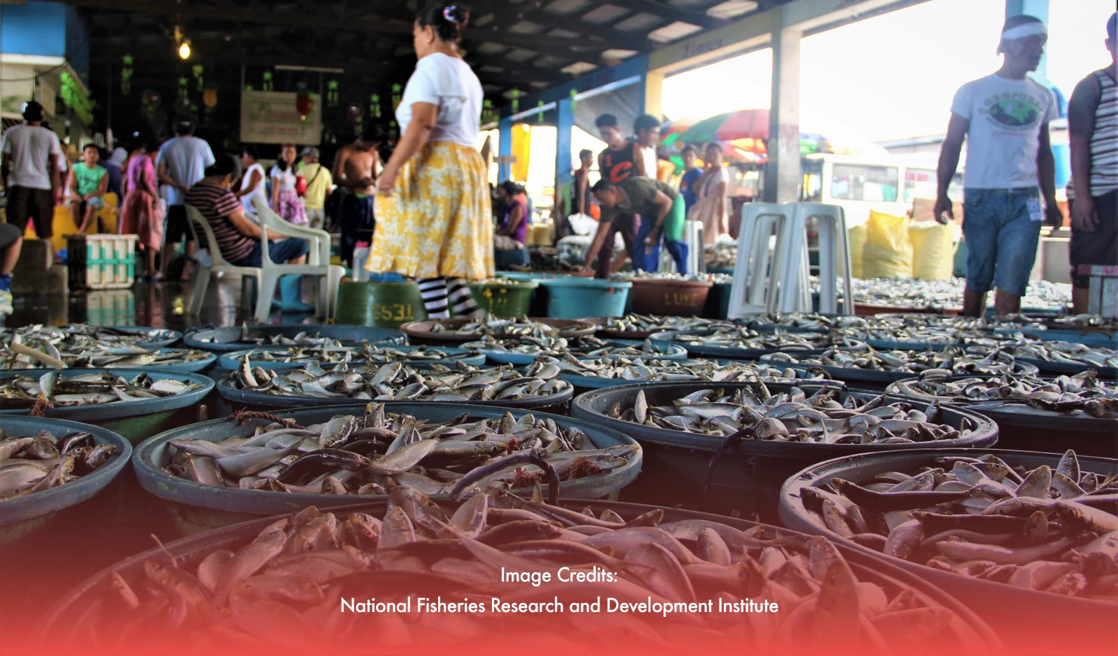 Government Allocates Over P6 Billion to Enhance Fish Ports Nationwide