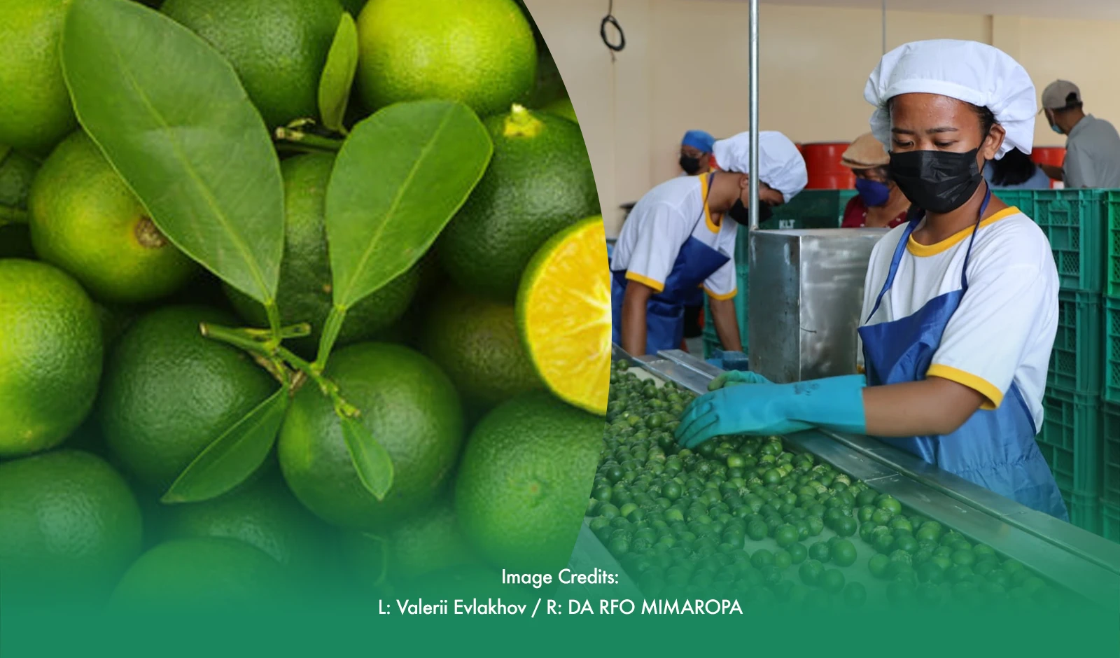 Oriental Mindoro Raring To Be PH's Calamansi Capital