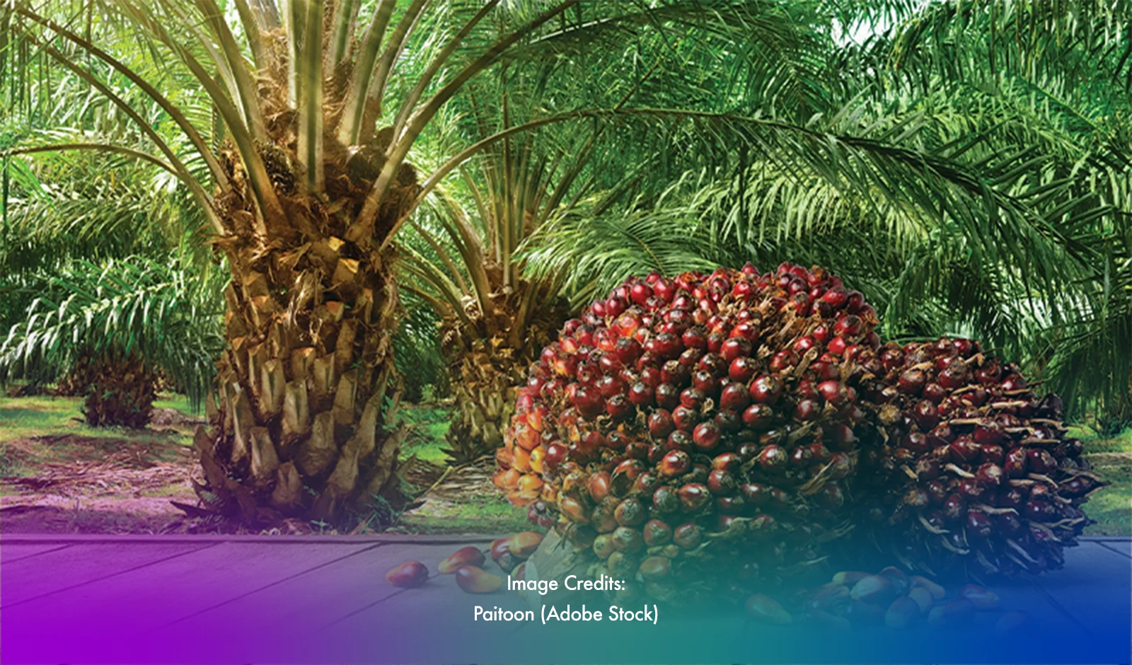 Isulan's Triumph: The Oil Palm Capital of the Philippines