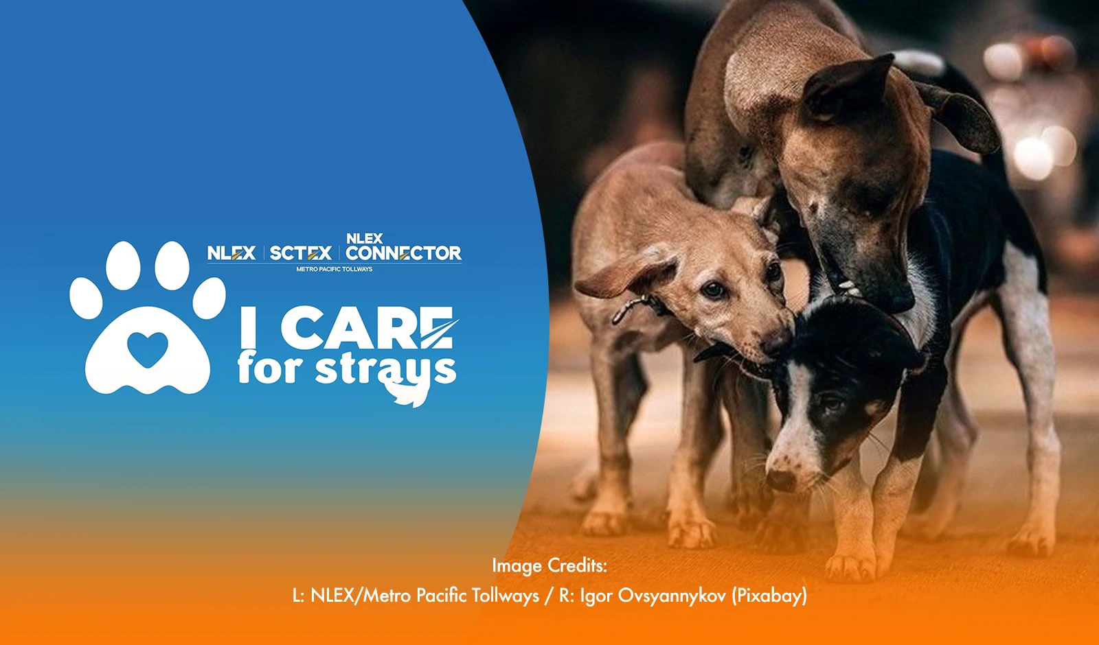 NLEX Partners with Bulacan for 'I Care for Strays' Program