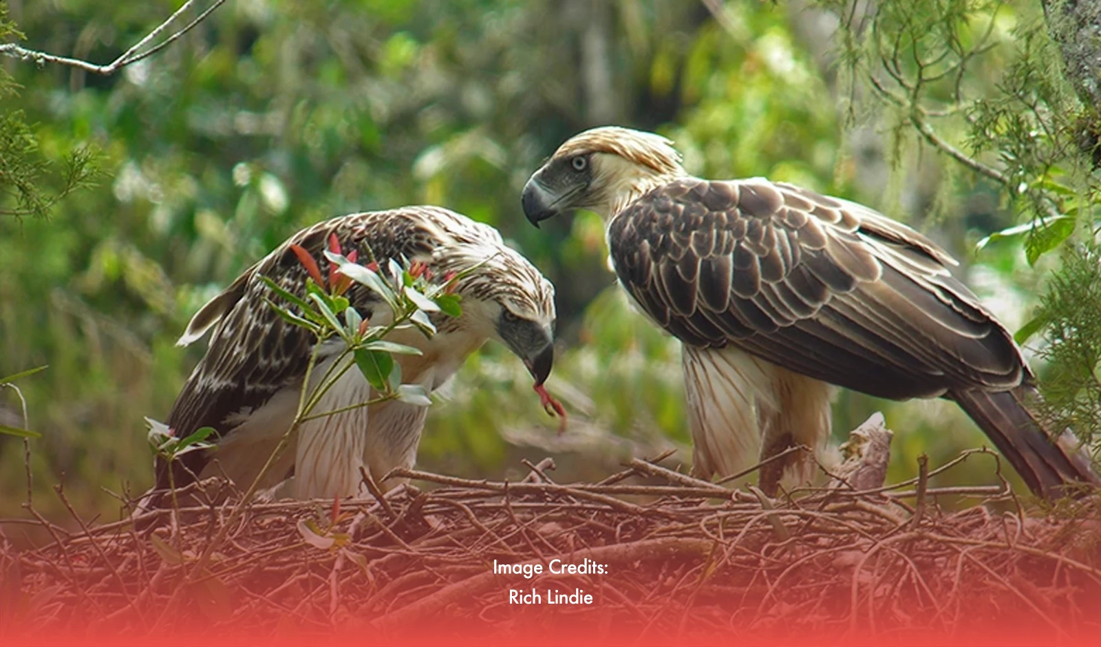 Celebrating Avian Diversity: The Importance of Preserving Bird Habitats