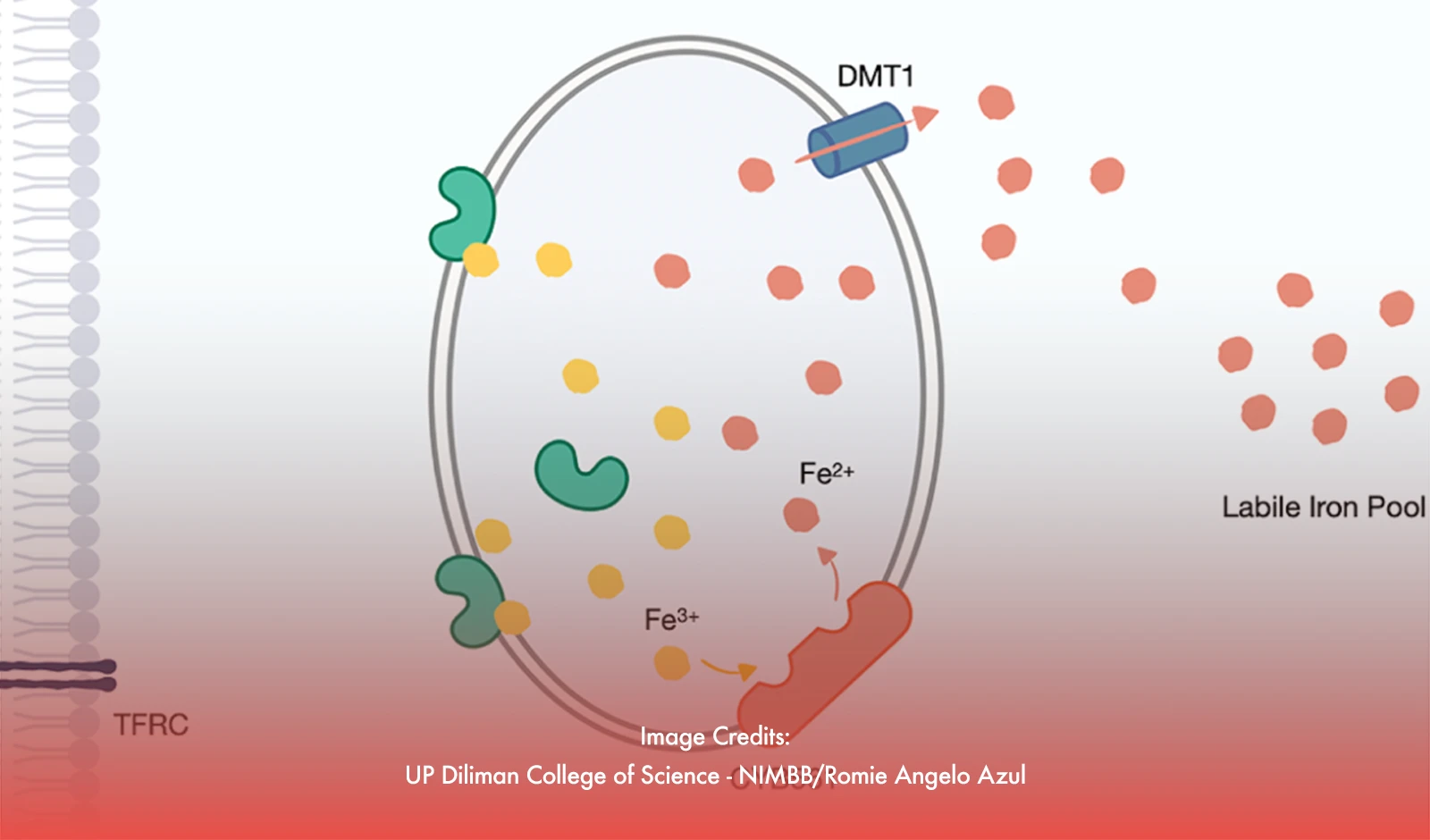 UP Diliman Scientists Identify Key Protein Driving Aggressive Prostate Cancer