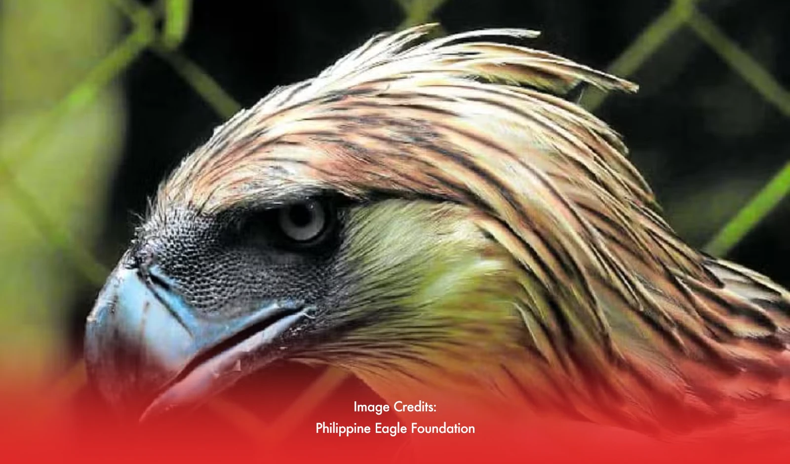 Philippine Eagle Passes Away In Cebu Waters Month After Release