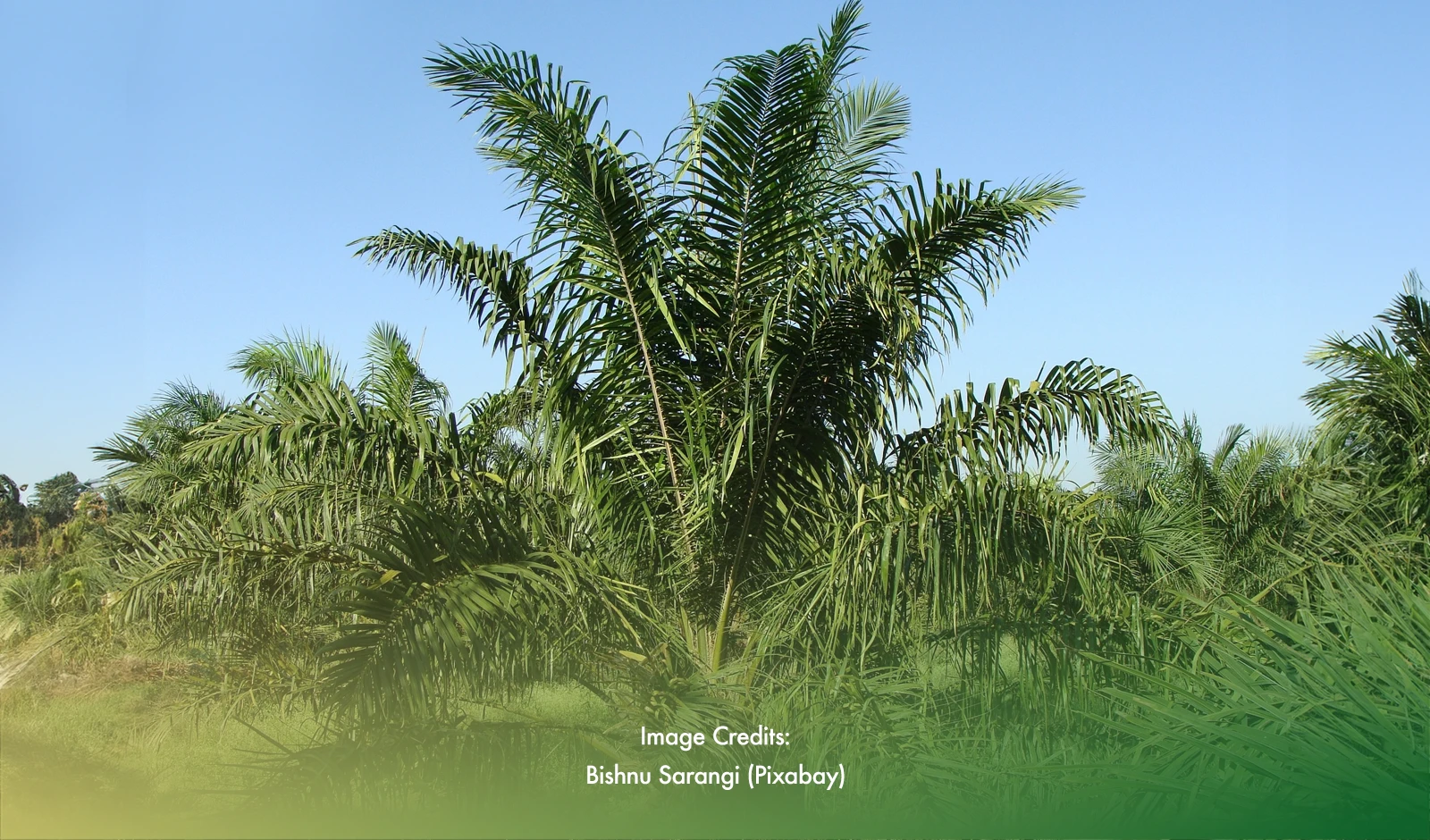 BARMM Found Suitable For Palm Oil Plantations