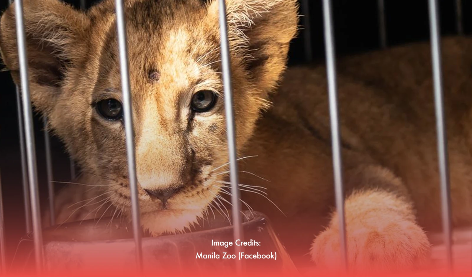 Manila Zoo Welcomes New Baby Lioness, Isla