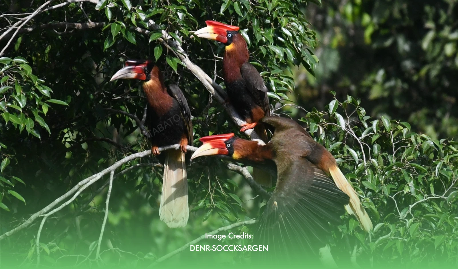 Conservation Success: Endangered Rufous Hornbills Spotted In Mt. Apo