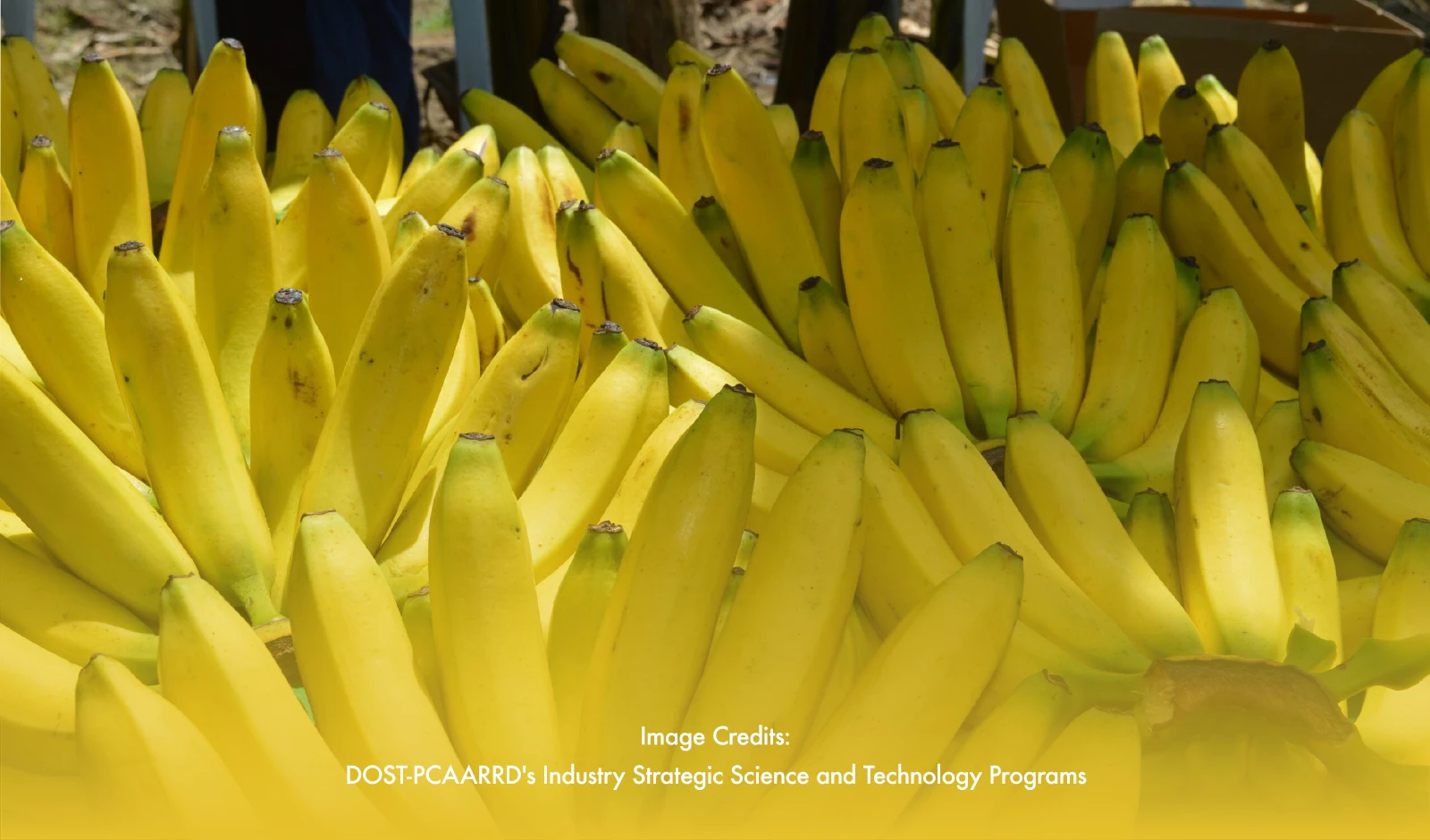 New Technology In Place For Banana Cultivators In Central Visayas