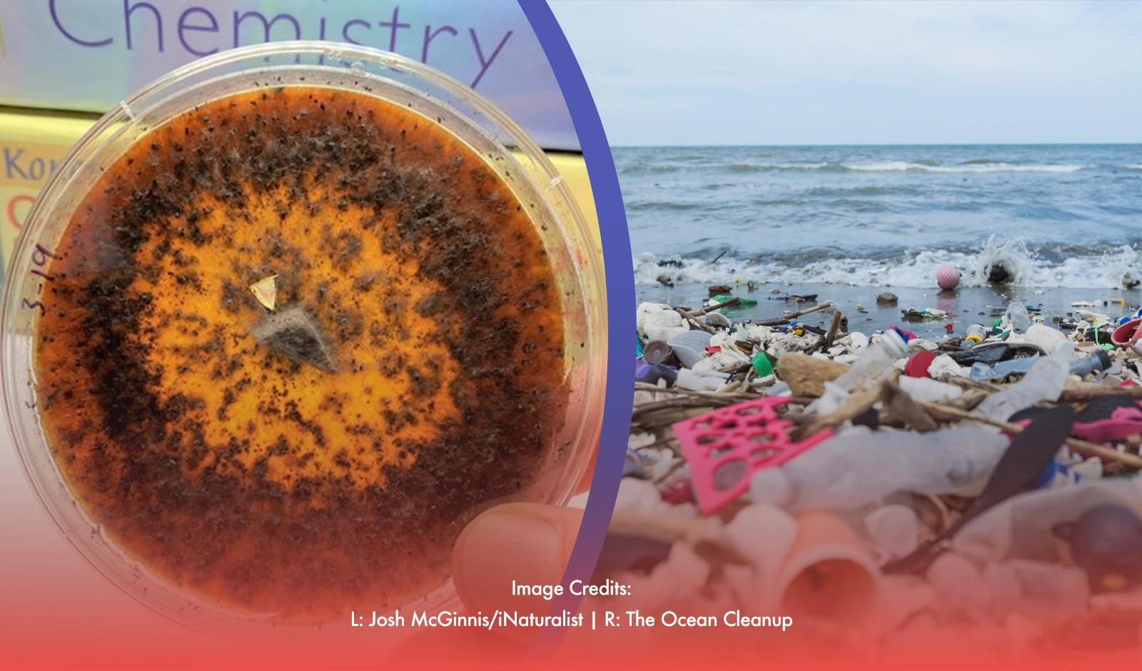 Plastic-Eating Fungi Provide Hope In World's Ocean Pollution Dilemma