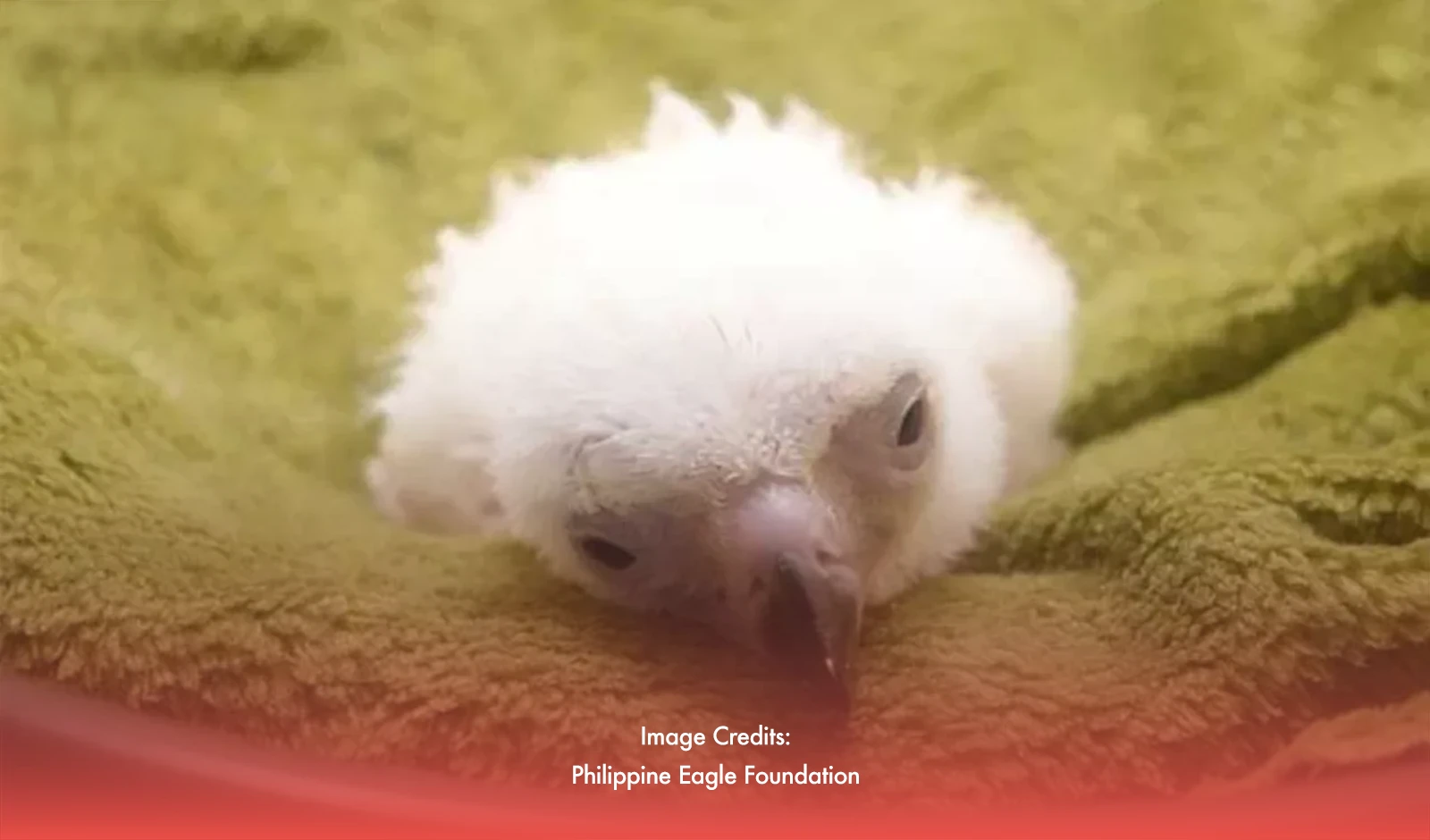 New PH Eagle Sanctuary In Davao Sees First Baby Eagle Hatched