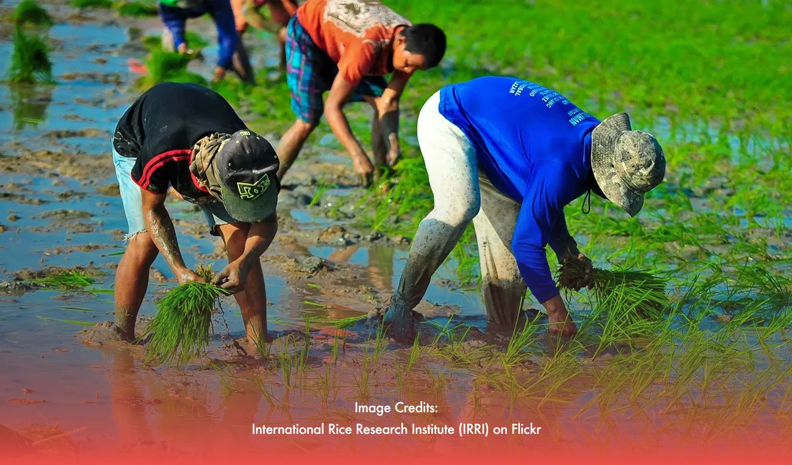 Struggling for Ownership: The Realities of Share Tenancy Among Filipino Rice Farmers