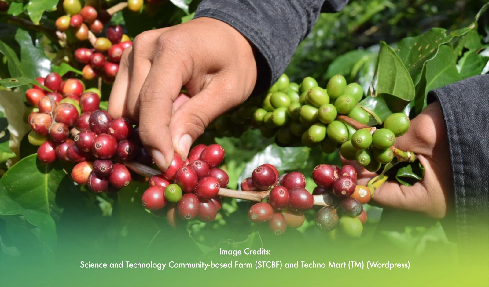 20k Trees Planted To Boost Benguet's Coffee Production