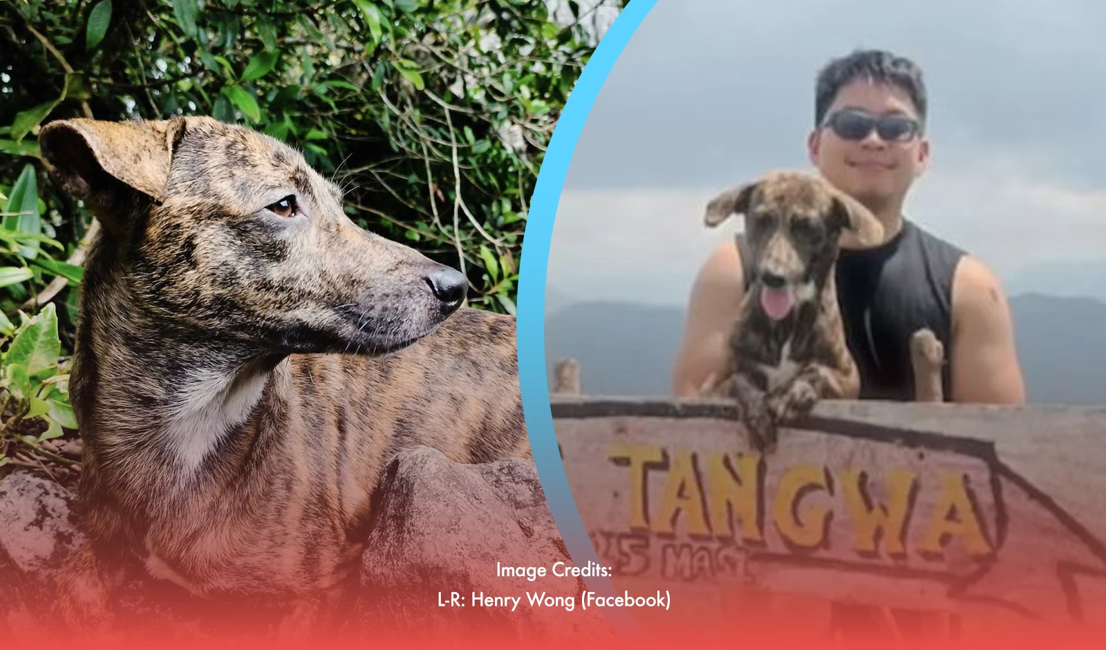 Meet Bundok: The Philippine Forest Dog Who’s Climbed 14 Mountains