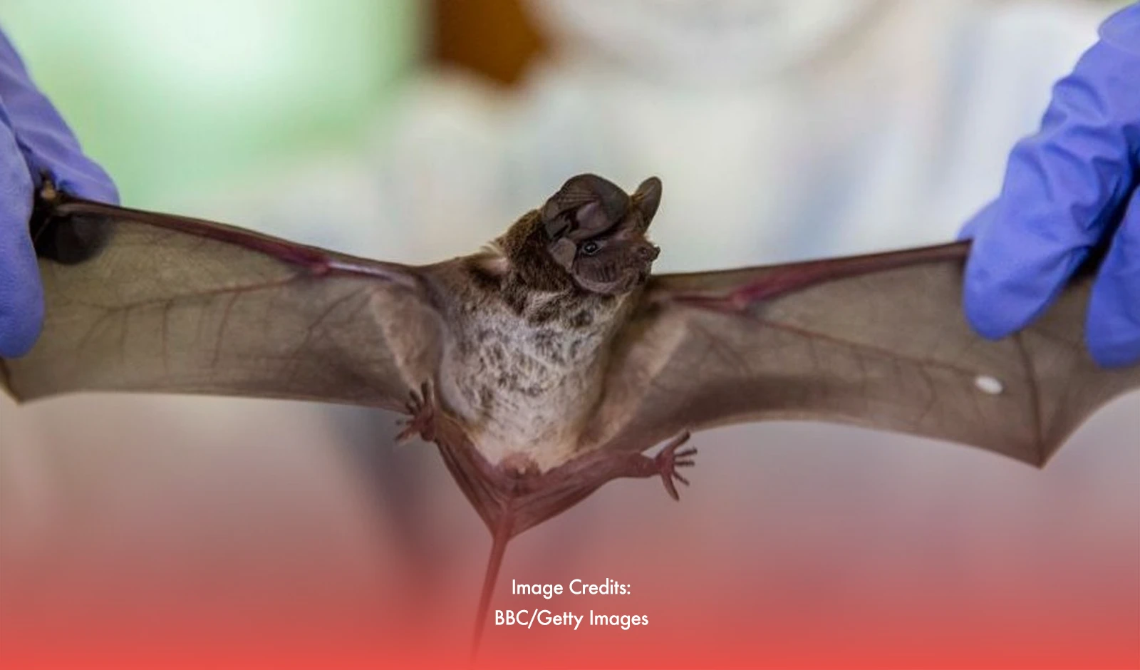 China Identifies New Coronavirus From Bats With Animal-to-Human Risks