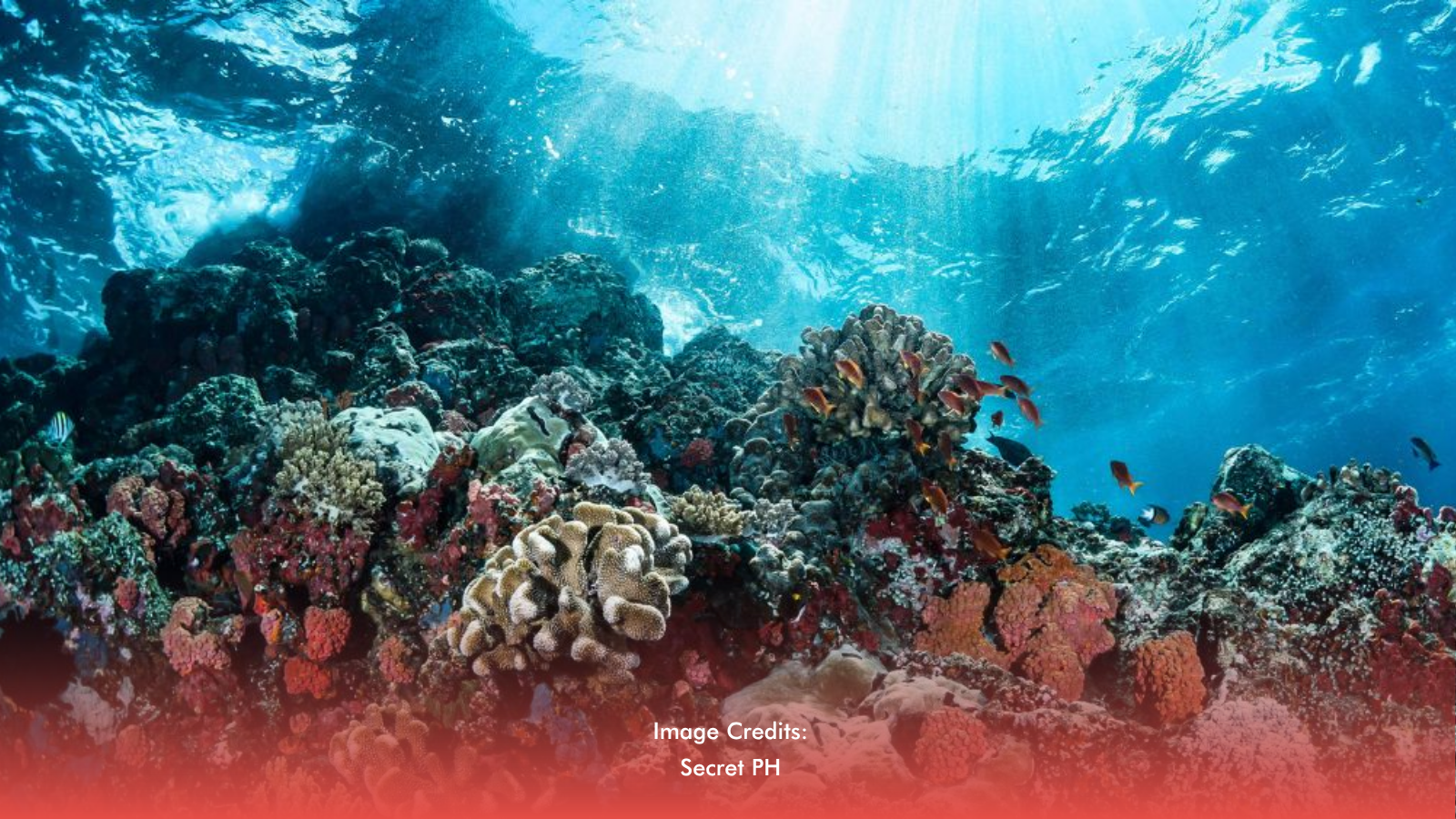PH Waters Host Hidden Coral Treasures, Study Confirms