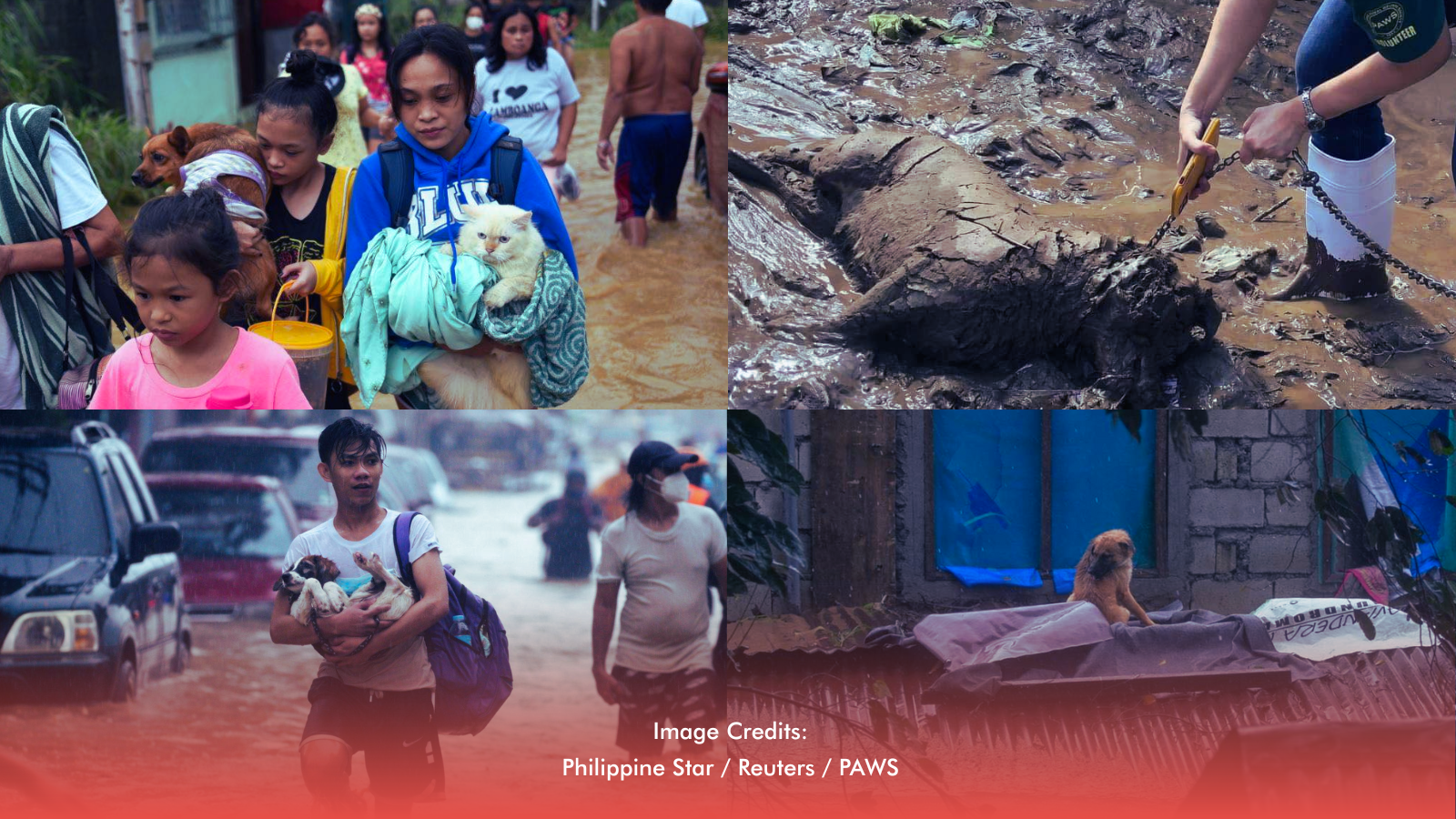 PAWS Seeks Urgent Support For Storm-Affected Animals