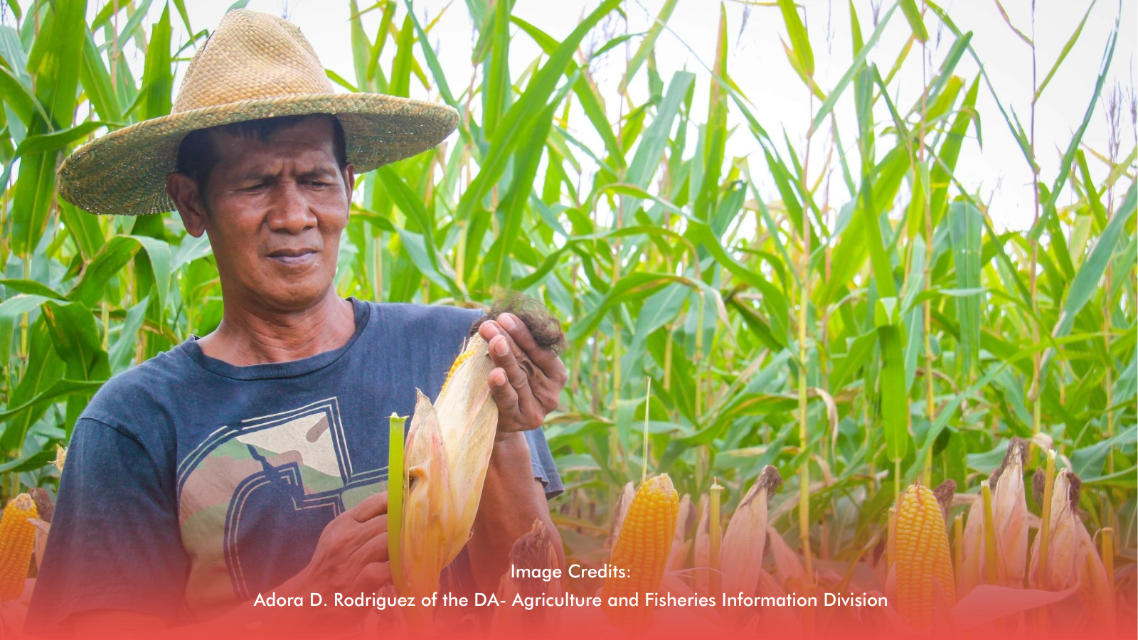 Corn Farming: A Pillar Of Food And Livelihood In Visayas