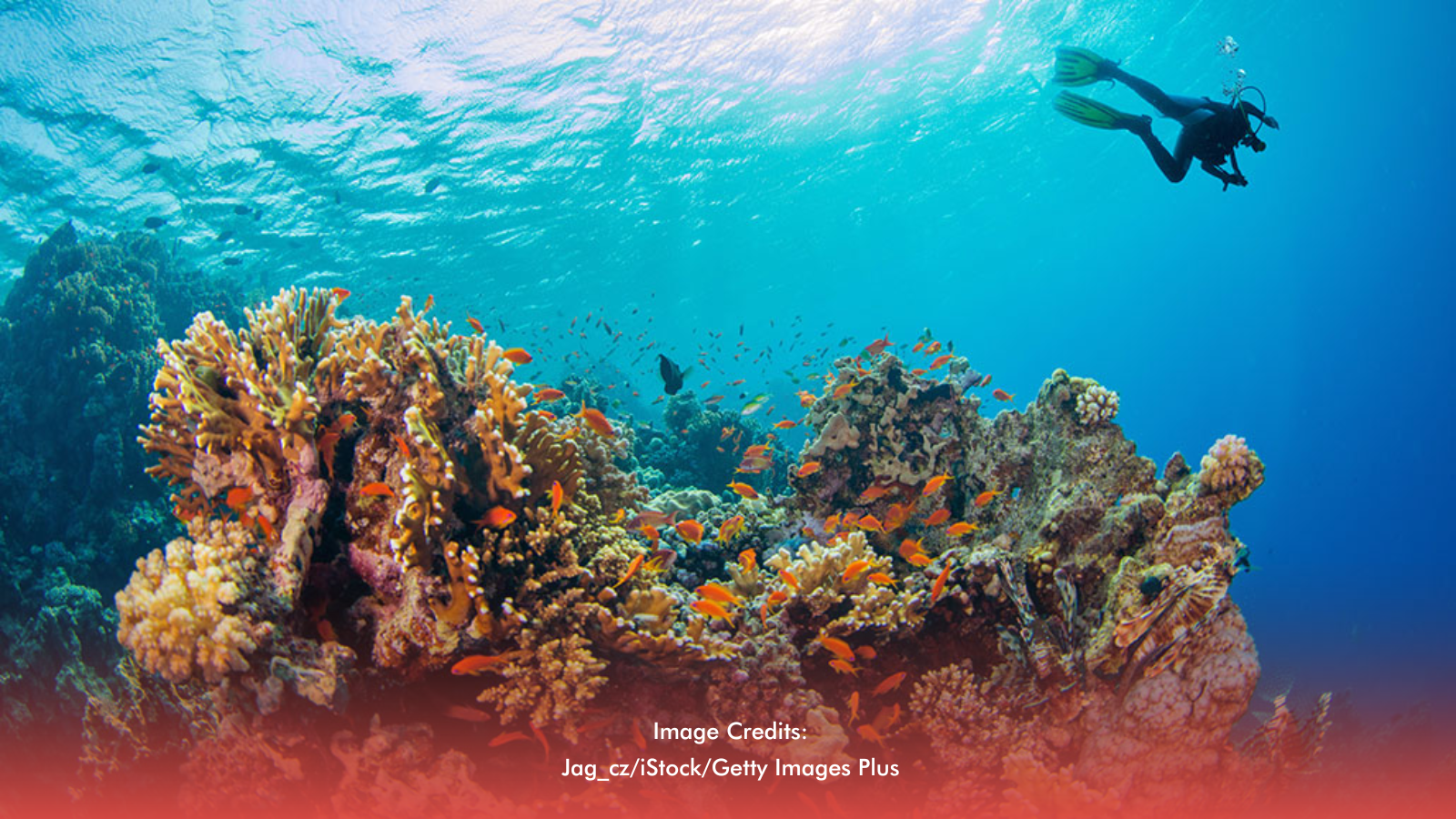 Masinloc-Oyon Bay In Zambales Hailed Best Locally Managed Marine Protected Area