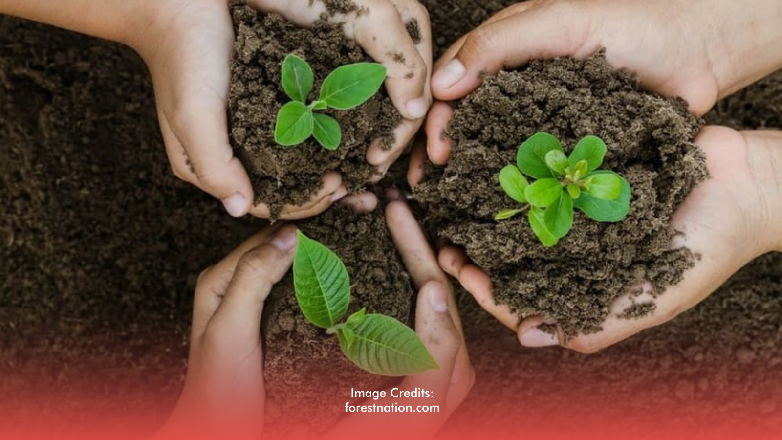 Reforestation, Not More Dikes, Seen As Answer To Worsening Floods