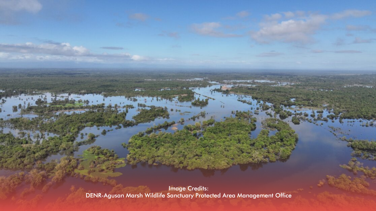 Agusan Marsh Earns Global Recognition As Key Migratory Bird Habitat