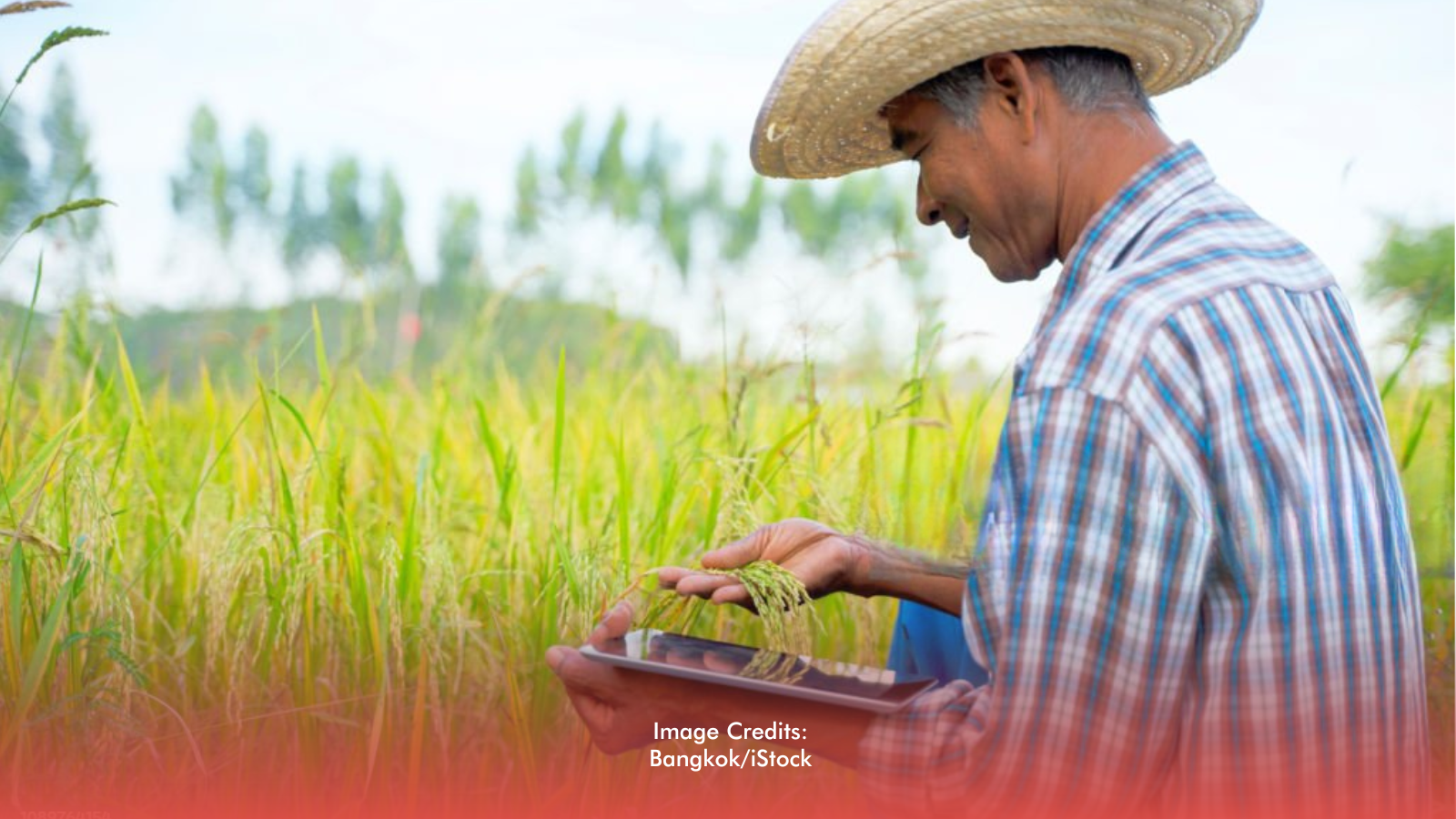 Digital Agri Dashboard Proposed To Monitor Food Supply Nationwide