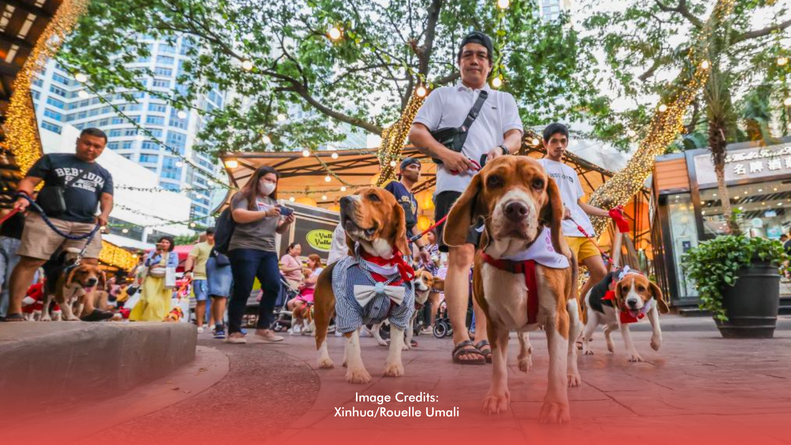 Spend your holidays with your pets!