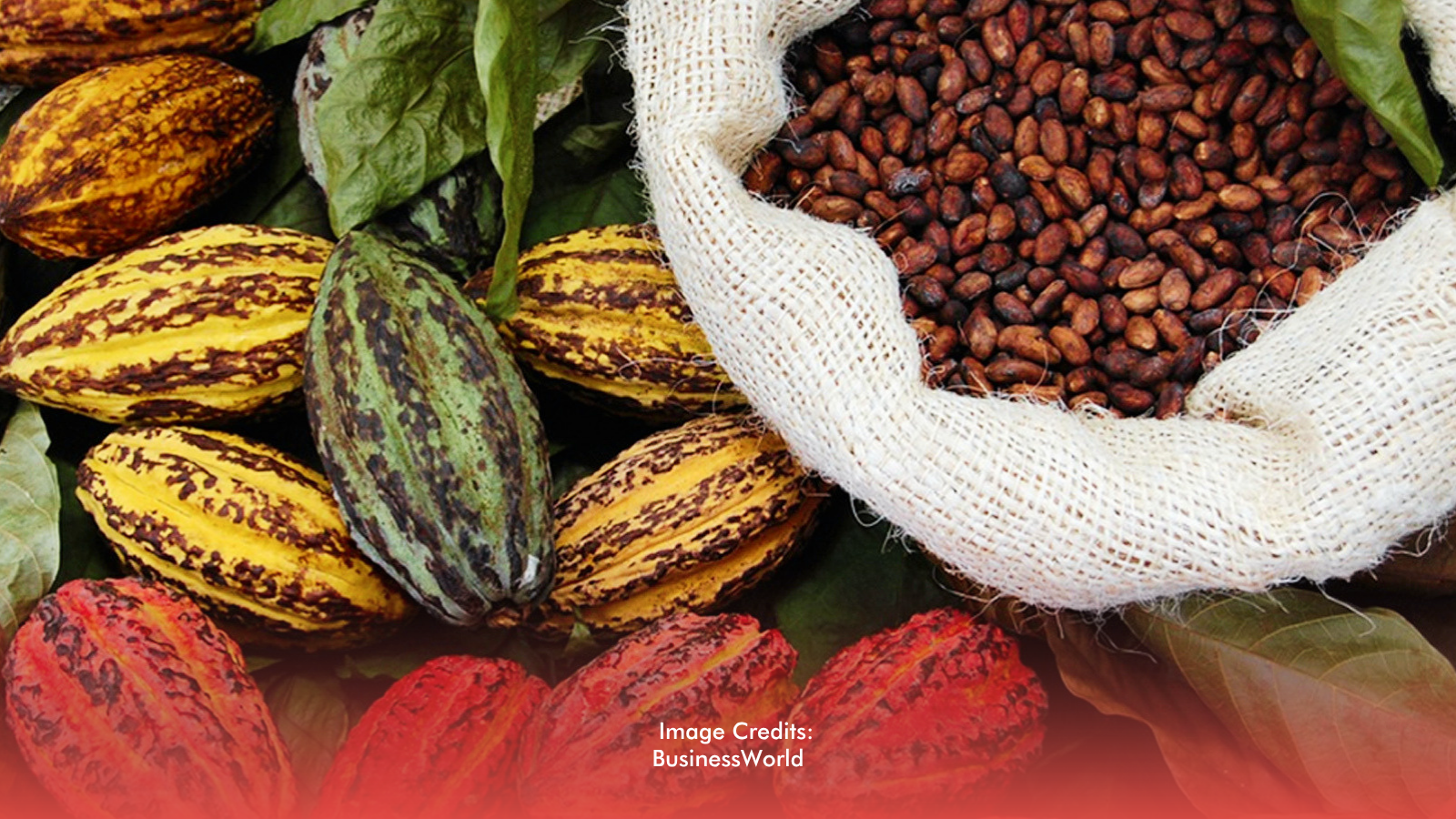 Davao Region Maintains Lead As Country’s Cacao Capital With 72% Share Of Output