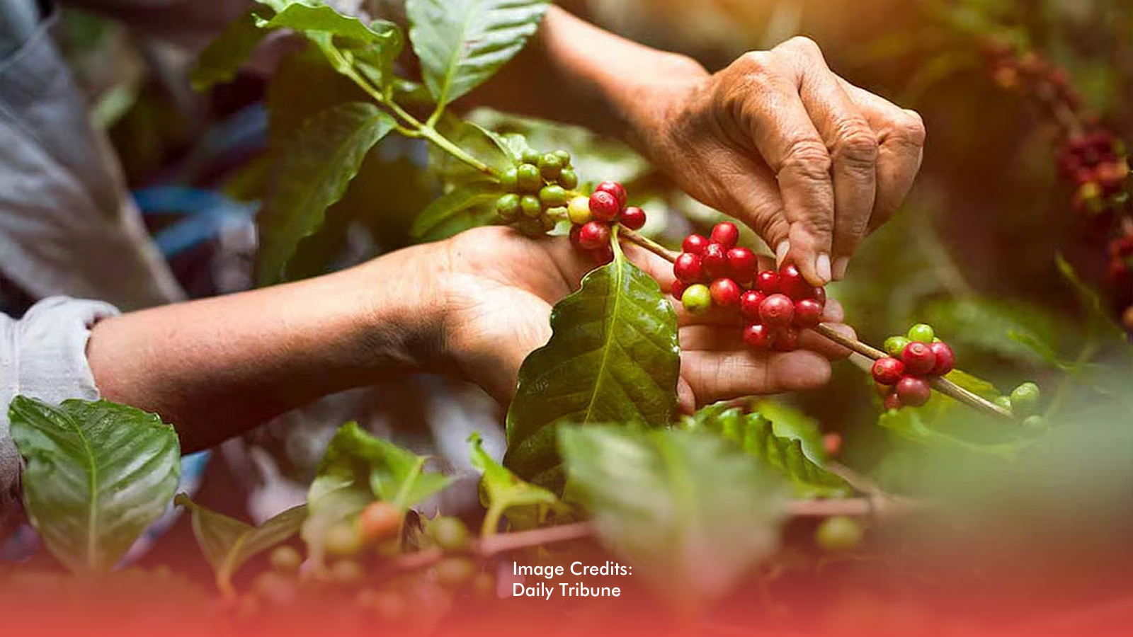 Sultan Kudarat Coffee Sector To Benefit From P2.5-B Road Development Program