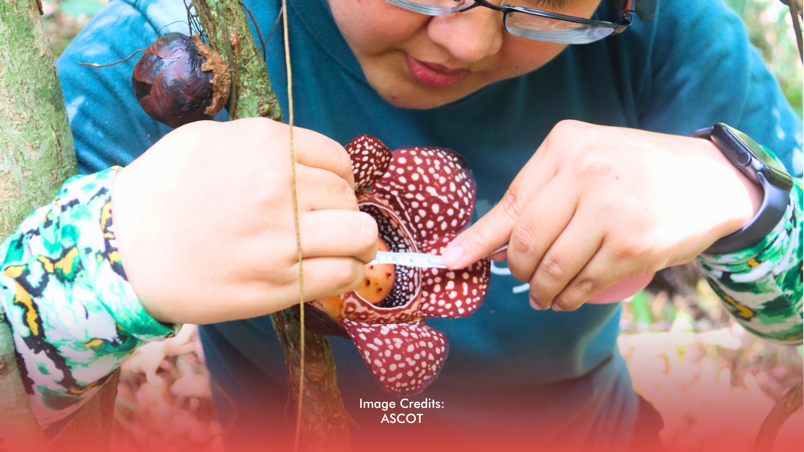 Rare Giant Flower Rafflesia Lagascae Found In Aurora Biodiversity Hotspot