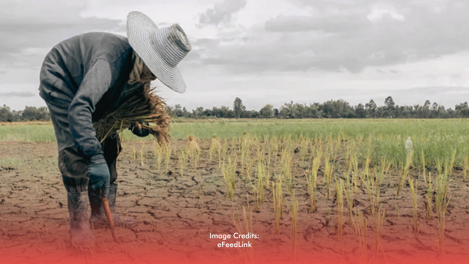 El Niño is known for causing prolonged dry spells and reduced rainfall, which can heavily affect agriculture, water supply, and power generation.