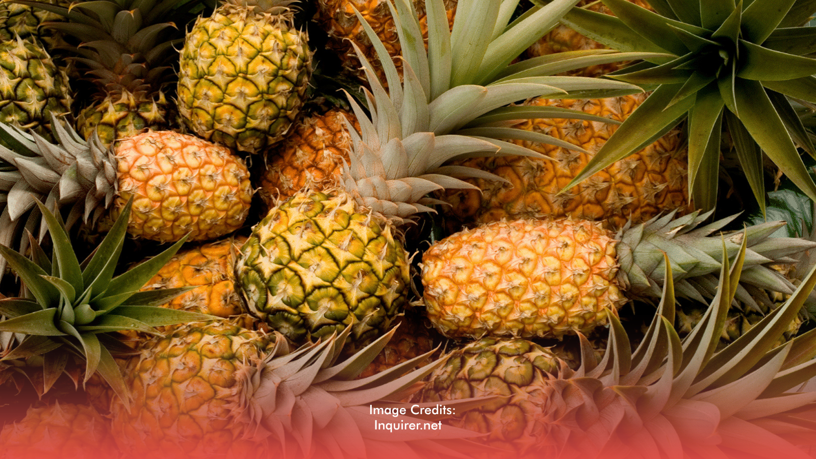 PH Premium Pineapple Reaches UAE, Expands Middle East Presence