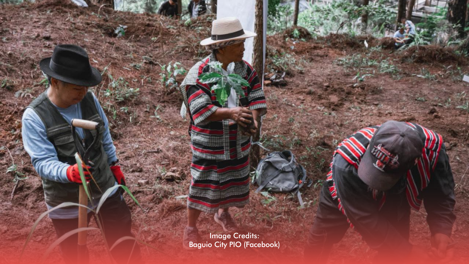  Baguio Expands Coffee Heritage Project with 1,200 New Arabica Trees 