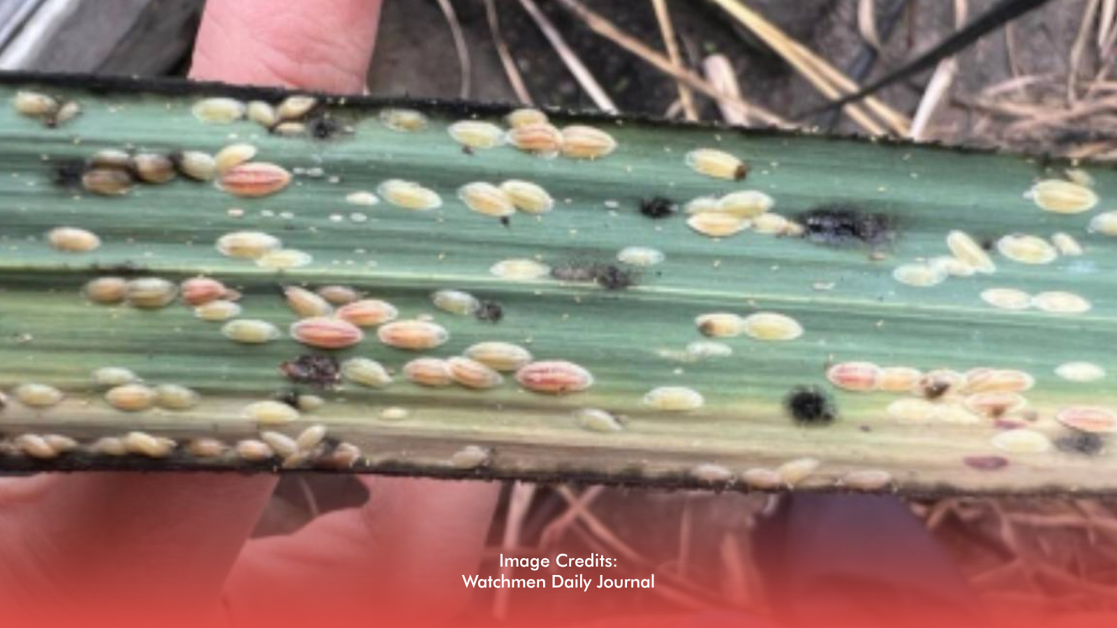 NegOcc Chooses Natural Approach to Combat Sugarcane Pest Infestation 