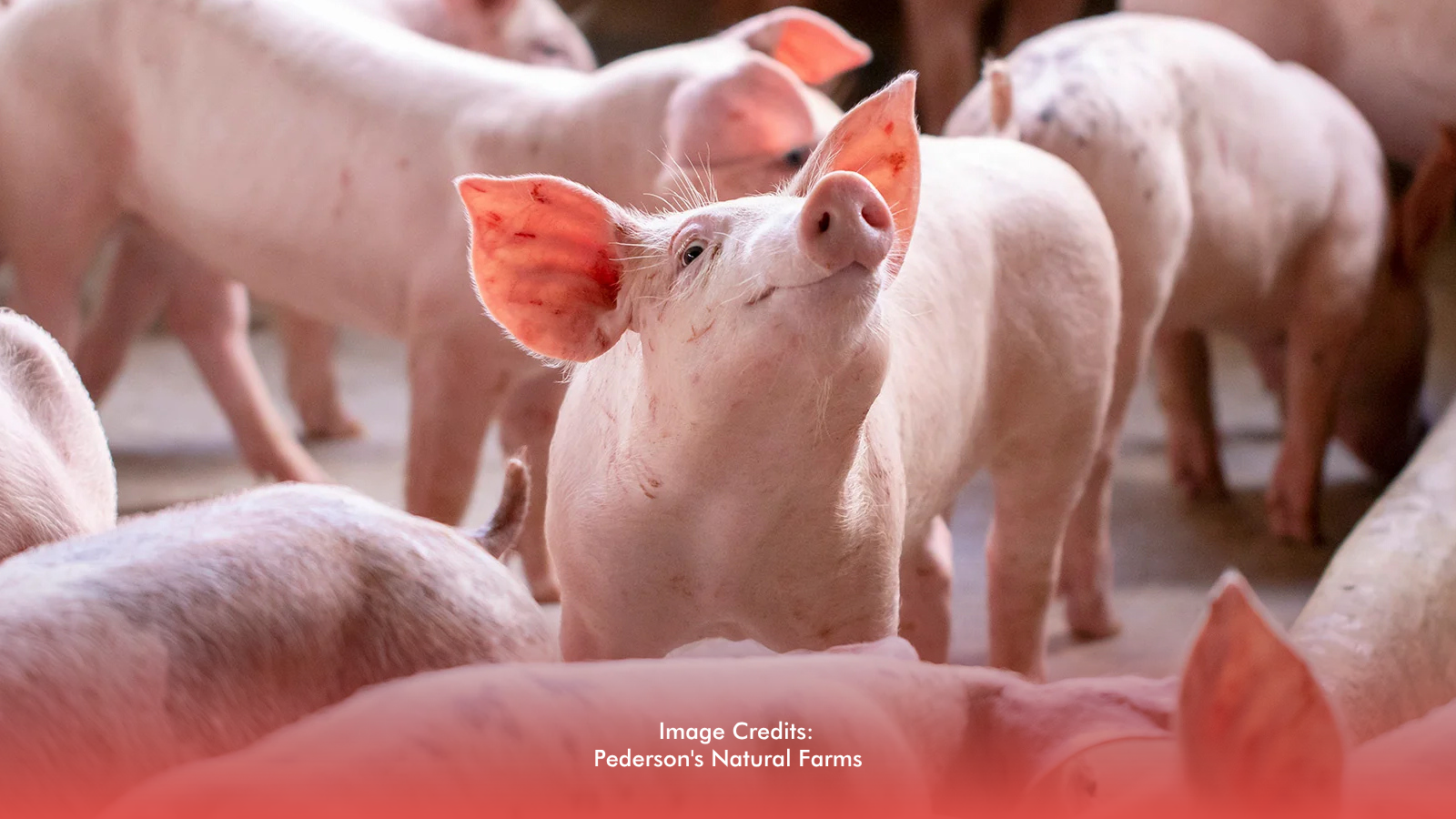 Hinoba-an, Negros Occidental Gains ASF Recognition, Boosting Hog Industry