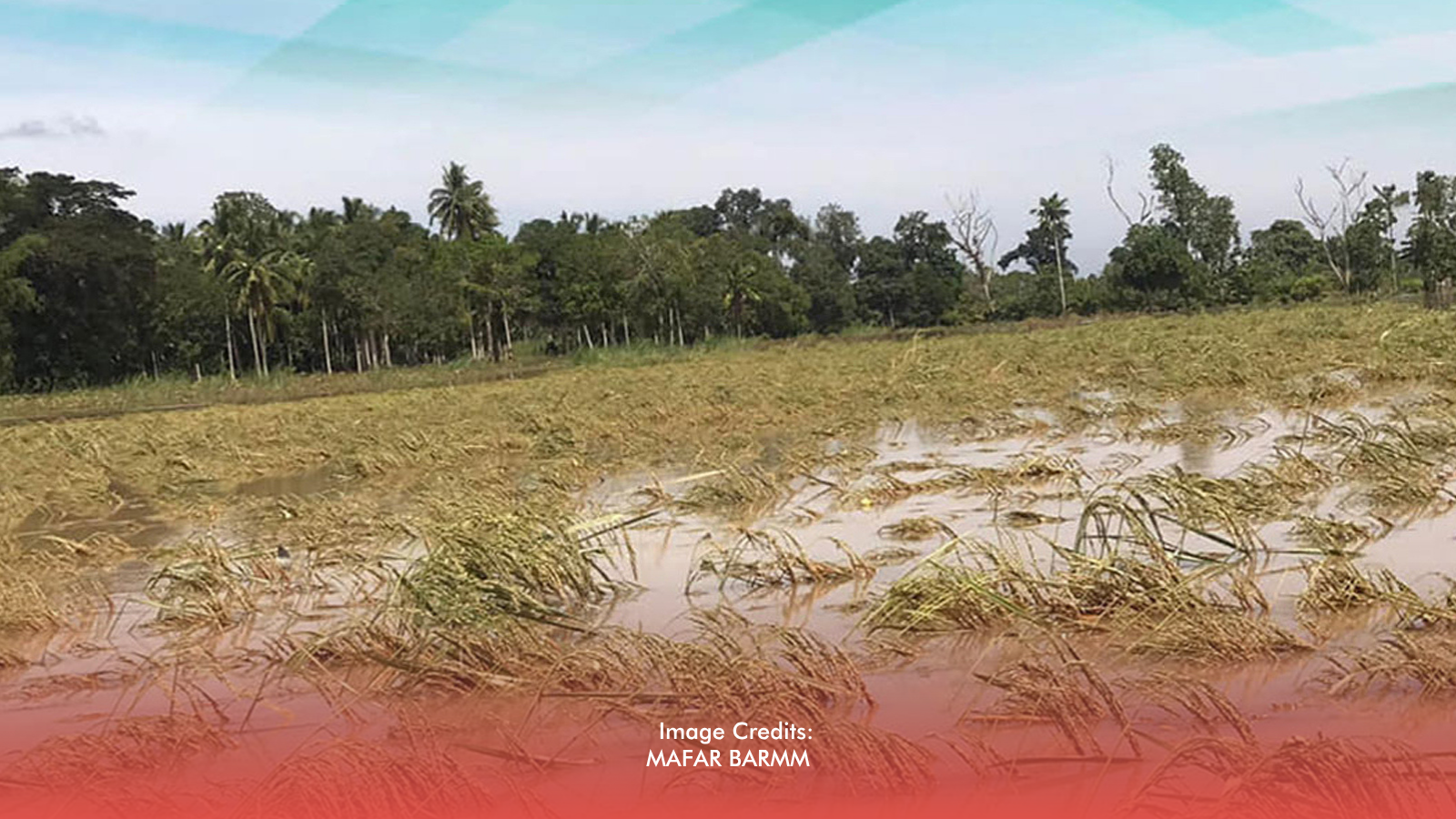 DA Rolls Out Aid as Storm Damage to Farms Hits P135.5 Million