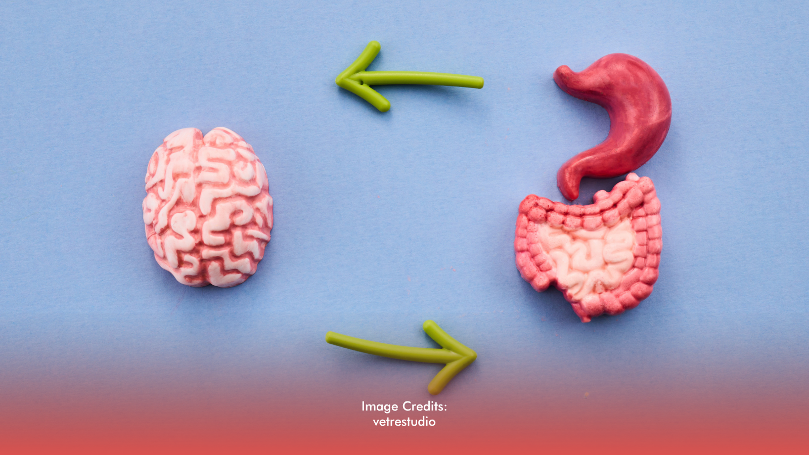 The Gut-Brain Connection: What It Means for Your Wellness 