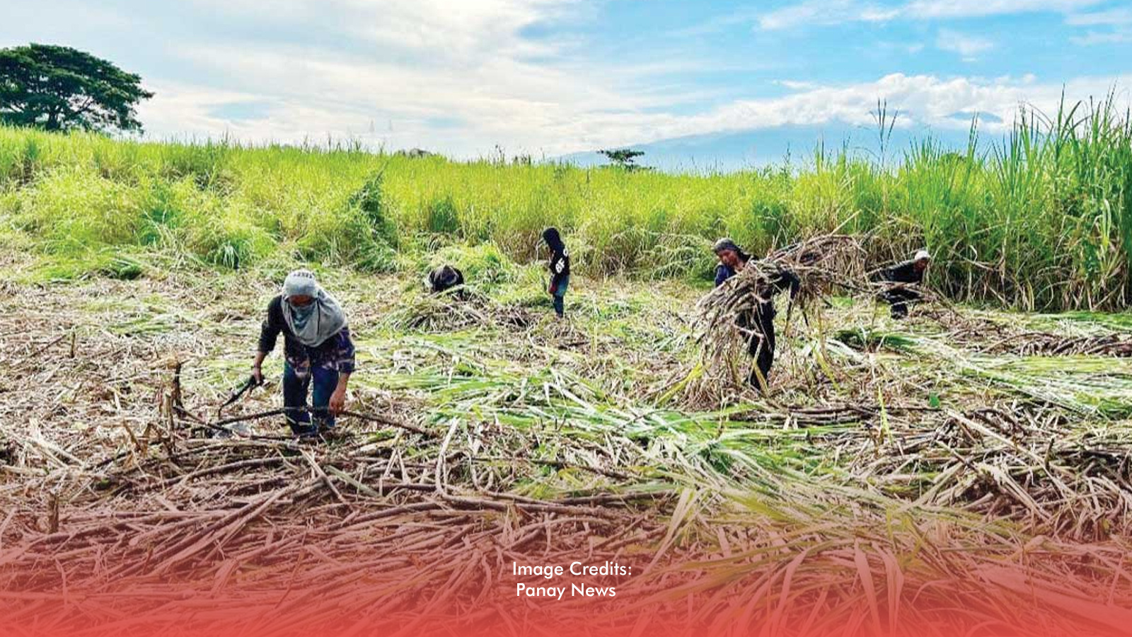 P1.18-B Sugarcane Losses: Iloilo Moves Toward Province-Wide State of Calamity
